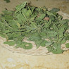 Sidr Jujube Leaf Medina - B2B Wholesaler | InterMadinah